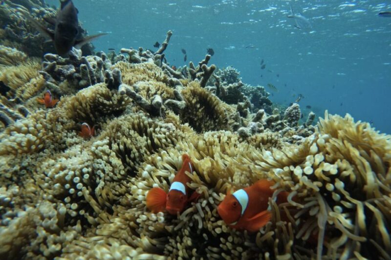 Private Snorkeling Gili Gede, Gili Asahan, Gili Goleng Tour - Key Points