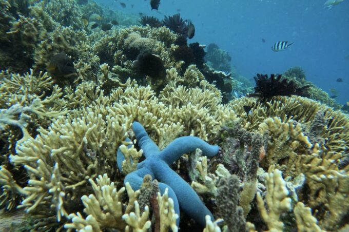 Private Snorkeling Gili Gede, Gili Asahan, Gili Goleng Tour - Optional Snorkeling at Gili Goleng