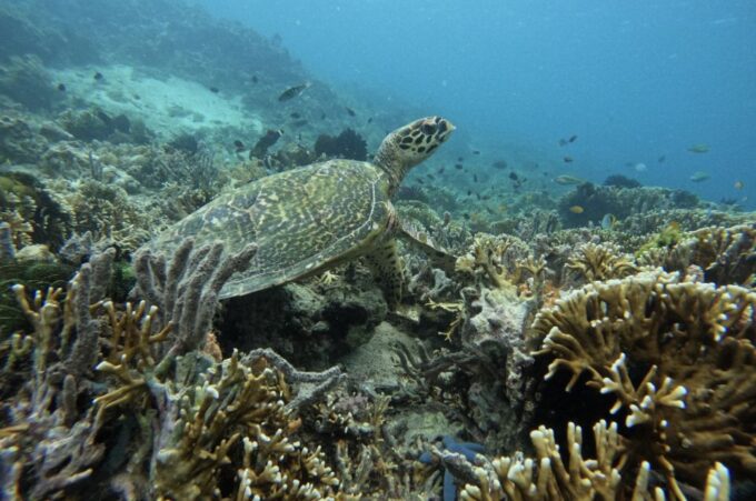 Private Snorkeling Gili Gede, Gili Asahan, Gili Goleng Tour - Frequently Asked Questions