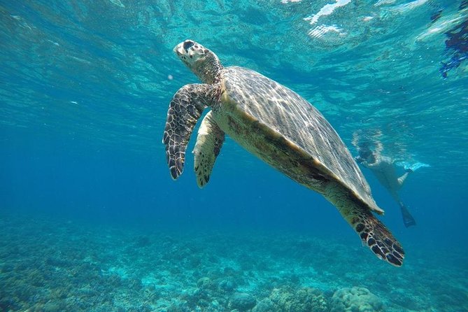 Private Snorkeling Gili Island (Coral, Statue and Turtle) - Included Amenities and Gear