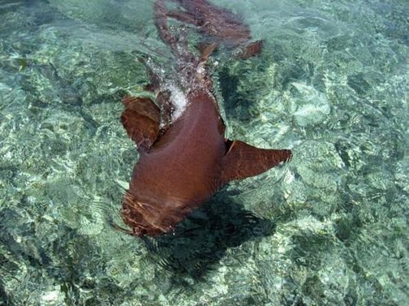 Private Snorkeling (Hol Chan Marine Reserve and Shark Ray Alley) - Key Points