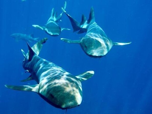 Private Snorkeling (Hol Chan Marine Reserve and Shark Ray Alley) - Highlights of the Hol Chan Marine Reserve