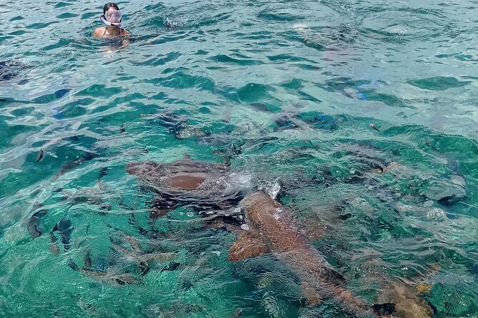 Private Snorkeling (Hol Chan Marine Reserve and Shark Ray Alley) - Exploring the Shark Ray Alley