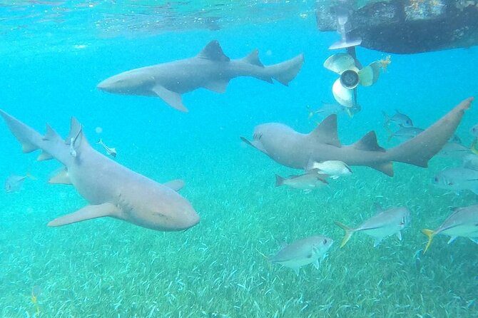 Private Snorkeling (Hol Chan Marine Reserve and Shark Ray Alley) - Meeting Point and Arrival Time