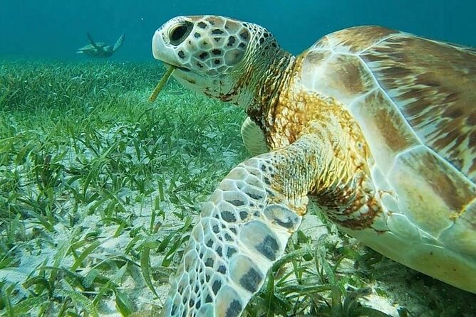 Private Snorkeling (Hol Chan Marine Reserve and Shark Ray Alley) - Operating Hours and Availability