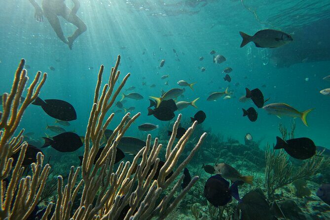 Private Snorkeling or Fishing Charter in Nassau - 38ft Free Time - Final Thoughts