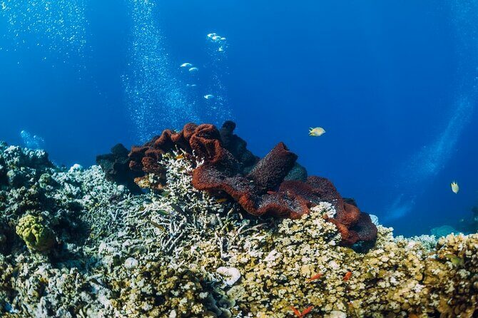 Private Snorkeling Start Gili Meno and Explore 4 Spots with GoPro - Introduction to the Gili Islands Snorkeling Tour