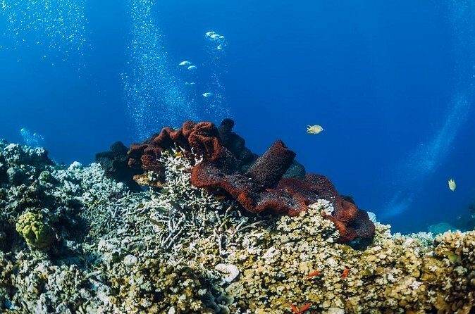 Private Snorkeling Start Gili Meno and Explore 4 Spots with GoPro - The Sum Up