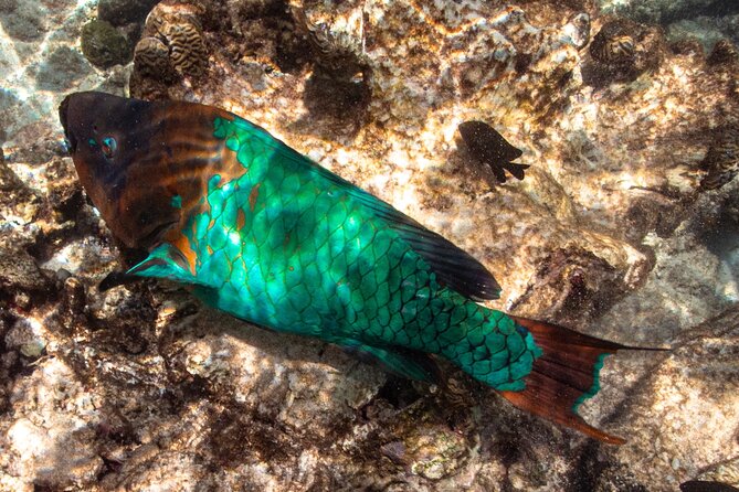 Private Snorkeling Tour Bonaire - Tour Overview