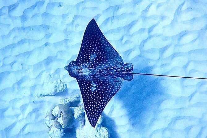 Private Snorkeling Tour Bonaire - Pricing and Booking