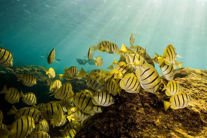 Private Snorkeling Tour in Cabo San Lucas - Group Size and Capacity