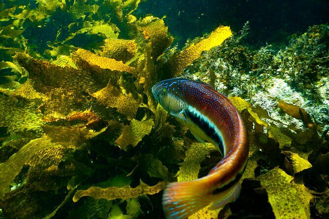Private Snorkeling Tour In Sydney's Marine Reserve - Key Points