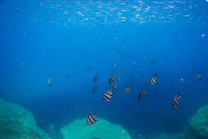 Private Snorkeling Tour In Sydney's Marine Reserve - Meet the Guides and Locations