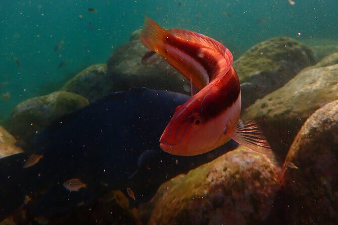 Private Snorkeling Tour In Sydney's Marine Reserve - The Authentic Experience: What Travelers Say