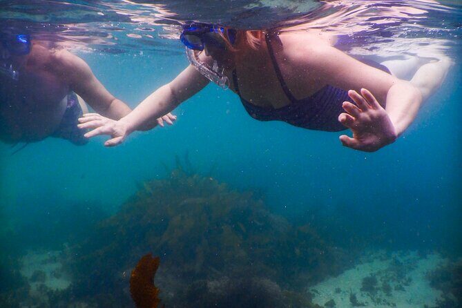 Private Snorkeling Tour In Sydney's Marine Reserve - Practical Tips for Planning Your Snorkel Trip