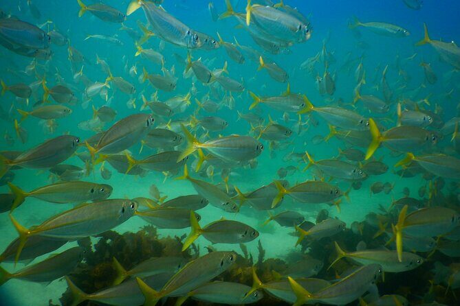 Private Snorkeling Tour In Sydney's Marine Reserve - Who Will Love This Tour?
