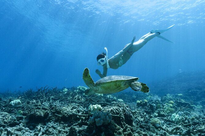 Private snorkeling tour Ishigaki island - An In-Depth Look at the Experience
