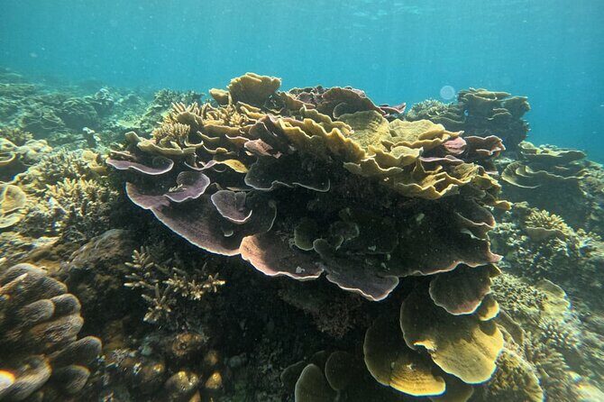 Private Snorkeling Tour of Gili Islands in Air Meno and Trawangan - Authentic Experiences and Authentic Reviews