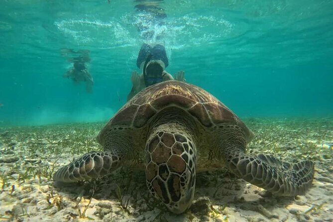 Private Snorkeling Tour of Gili Islands in Air Meno and Trawangan - Who Should Consider This Tour?