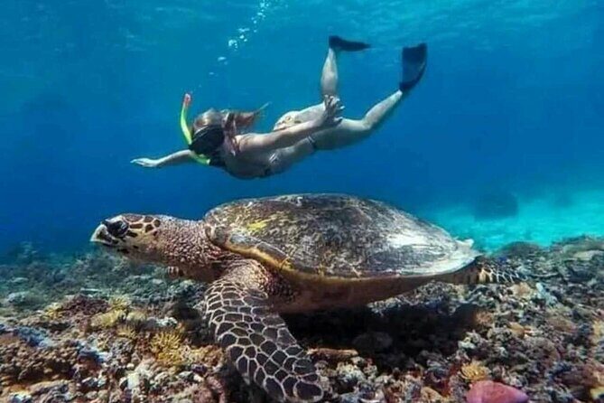 Private Snorkeling Tour of Gili Islands in Air Meno and Trawangan - The Sum Up