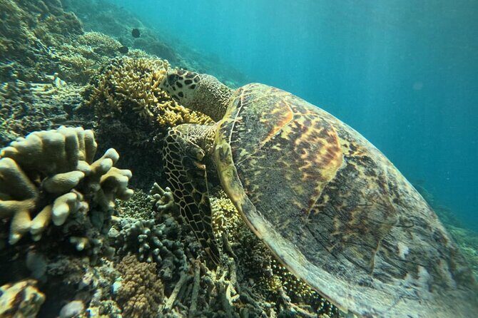 Private Snorkeling Tour of Gili Islands in Air Meno and Trawangan - FAQ