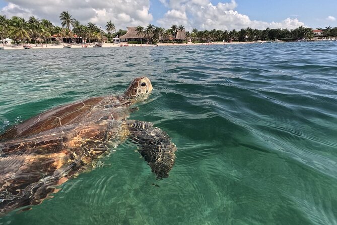 Private Snorkeling With Sea Turtles in Akumal Beach - Meeting Point and Directions