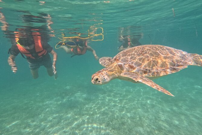Private Snorkeling With Sea Turtles in Akumal Beach - Confirmation and Accessibility