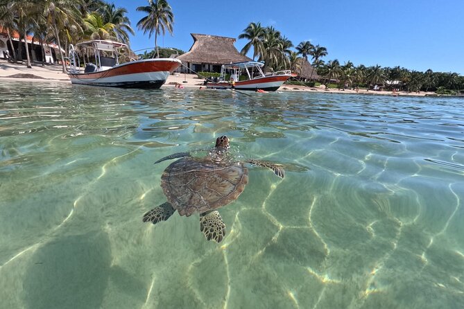 Private Snorkeling With Sea Turtles in Akumal Beach - Suitability Requirements