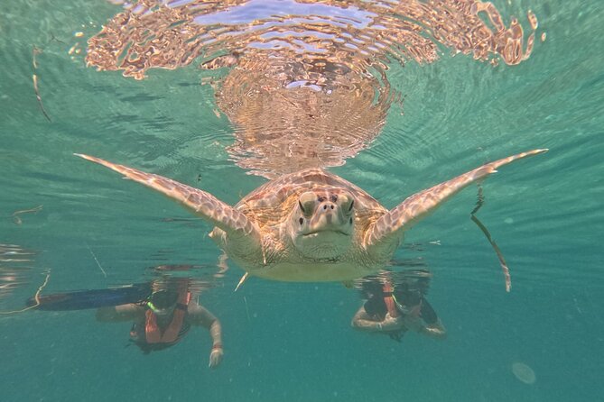 Private Snorkeling With Sea Turtles in Akumal Beach - Group Size and Exclusivity