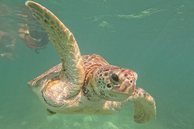 Private Snorkeling With Sea Turtles in Akumal Beach - Photography and Videography