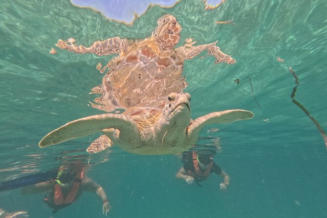 Private Snorkeling With Sea Turtles in Akumal Beach - Additional Considerations