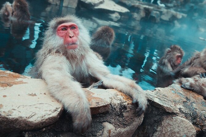 Private Snow Monkey Tour - Conveniently Resort Hop and Sightsee - Pickup Details