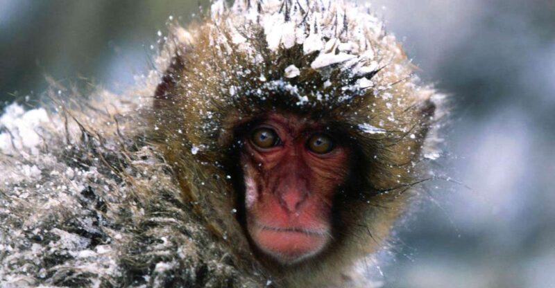 Private Snow Monkey Zenkoji Temple Sightseeing Day Tour - Key Points