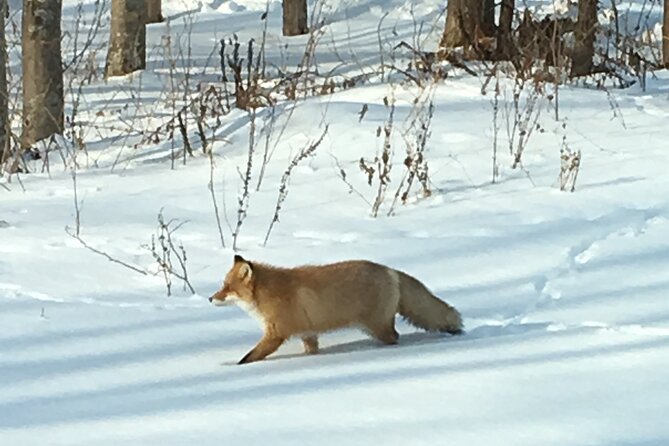 Private Snow Shoe Tour in Shiretoko National Park - Snowshoe Gear and Attire