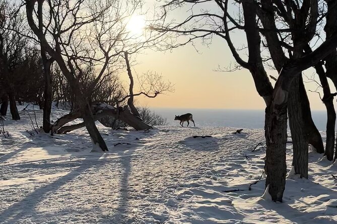 Private Snow Shoe Tour in Shiretoko National Park - Private and Personalized Experience