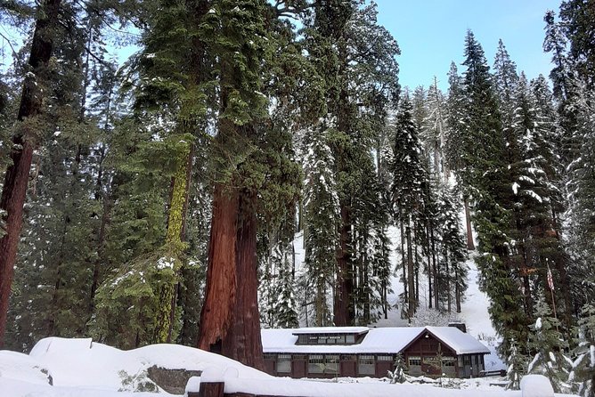 Private Snowshoe Adventure - Sequoia National Park - Overview of the Experience