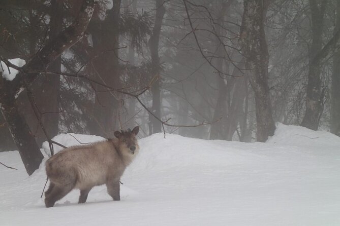 Private Snowshoeing Tour in Hida - Key Points