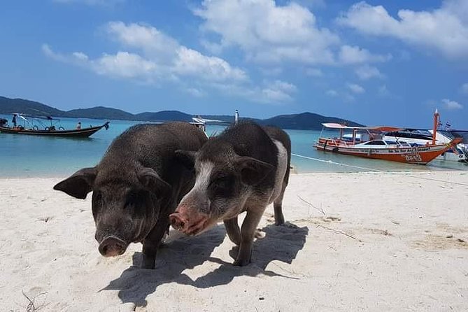 Private Speed Boat Snorkeling Trip (4 Hrs.) - Traveler Information