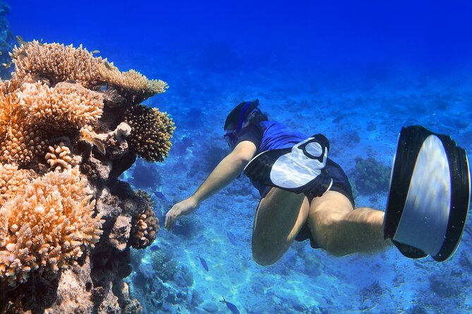 Private Speed Boat Snorkeling Trip to Tiran Island - Guest Reviews and Experiences