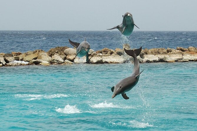 Private Speed Boat To Dolphin House With Drinks - Hurghada - Snorkeling Experience