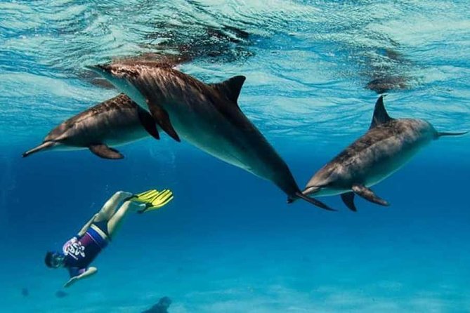 Private Speed Boat To Dolphin House With Drinks - Hurghada - Banana Boat Option