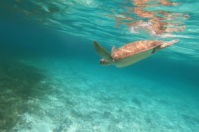 Private Speedboat Adventure for Snorkeling or Fishing in Nassau - 34FT Boat - Boat and Features