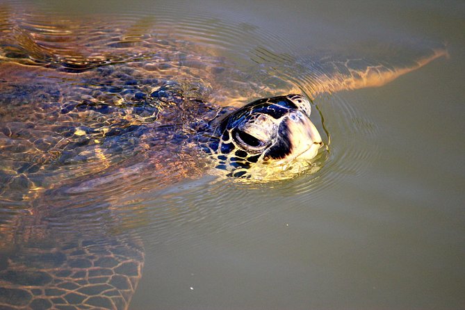 Private Stand up Paddle Lesson and Tour (For 1 or More Paddlers) - Encountering Hawaiian Green Sea Turtles