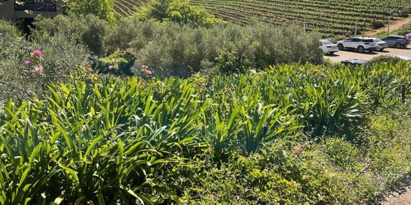 Private Stellenbosch, Franschhoek & Paarl Wine Tasting Tour - Cancellation Policy