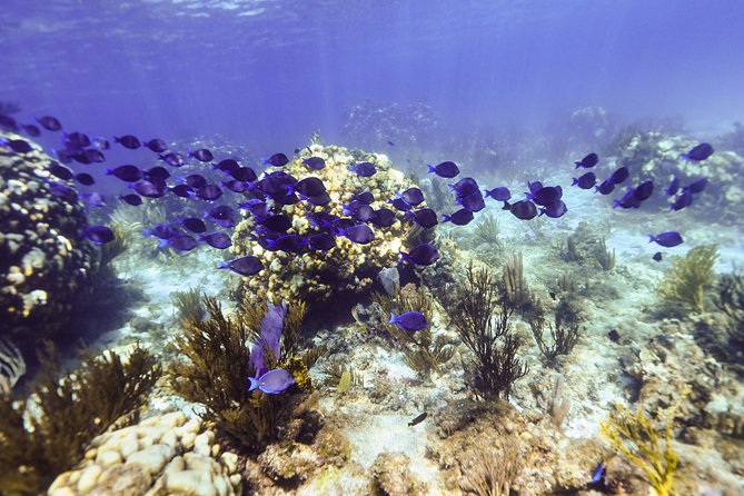 Private Stingray City and Snorkeling Full Day Charter for 6 Guest - Release of Liability Waiver