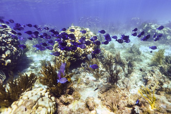 Private Stingray City Snorkeling and BioBay Charter for 10 Guests - Exploring Stingray City
