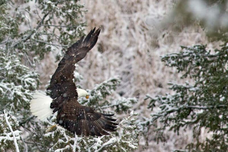 Private Sunrise Tour of Grand Teton National Park - The value for your money