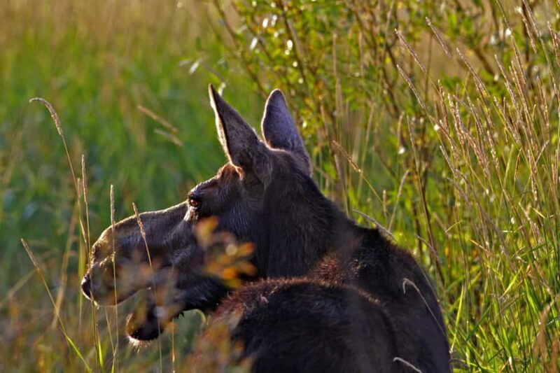 Private Sunrise Tour of Grand Teton National Park - Practical considerations