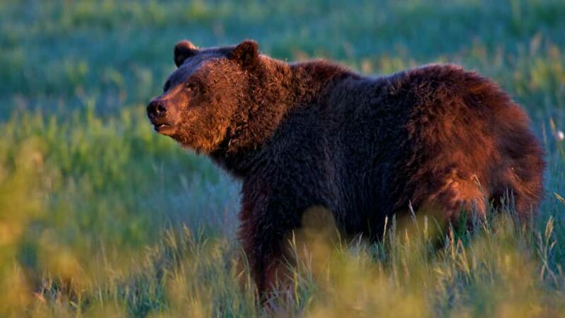 Private Sunrise Tour of Grand Teton National Park - Who is this tour best for?