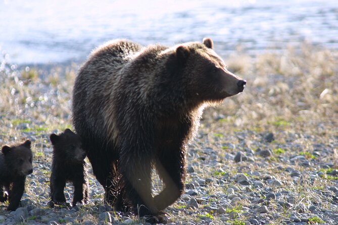 Private Sunrise Wildlife Adventure Into Yellowstone Lamar Valley - Meeting Point and Pickup Details